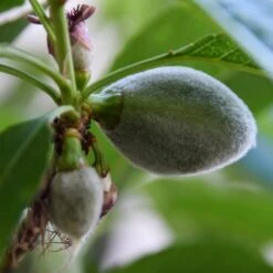 'Sultane' Almond Tree | Prunus Dulcis -Plant Specialty Store FRU0384 4