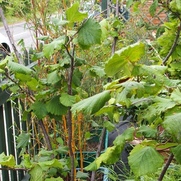 'Webb's Prize' Cobnut Tree | Corylus Avellana 3 'Webb's Prize' Cobnut Tree | Corylus Avellana - Image 2
