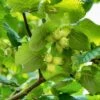 'Webb's Prize' Cobnut Tree | Corylus Avellana -Plant Specialty Store FRU0389 2