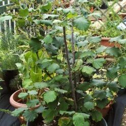 'Webb's Prize' Cobnut Tree | Corylus Avellana 9 'Webb's Prize' Cobnut Tree | Corylus Avellana -Plant Specialty Store FRU0389 4