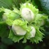 'Hall'sche Reissenuss' / 'Merveille De Bollwyller' Cobnut Tree -Plant Specialty Store FRU0392 1