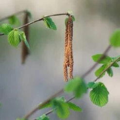 'Purpurea' Filbert Tree | Purple Filbert Tree -Plant Specialty Store FRU0401 3