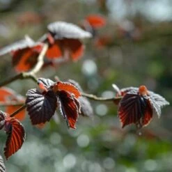 'Purpurea' Filbert Tree | Purple Filbert Tree -Plant Specialty Store FRU0401 4