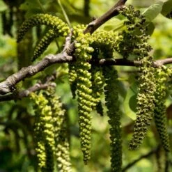 Walnut Tree | Juglans Regia -Plant Specialty Store FRU0410 3