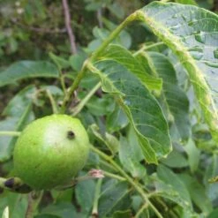 Walnut Tree | Juglans Regia -Plant Specialty Store FRU0410 4