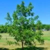 'Europa' Walnut Tree -Plant Specialty Store FRU0416 1