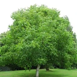 'Europa' Walnut Tree -Plant Specialty Store FRU0416 4