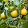 'Petite Poire' Pear Tree -Plant Specialty Store FRU0428 1