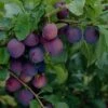 'Guinevere' Plum Tree -Plant Specialty Store FRU0435 1