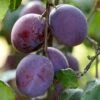 'Rivers Early Prolific' Plum Tree -Plant Specialty Store FRU0437 1