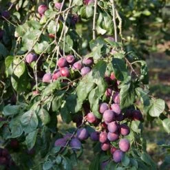 'Rivers Early Prolific' Plum Tree -Plant Specialty Store FRU0437 2