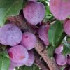 'Lizzie' Plum Tree -Plant Specialty Store FRU0439 1