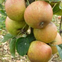 'Ashmeads Kernel' Apple Tree -Plant Specialty Store FRU0448 2