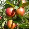 'Ellisons Orange' Apple Tree -Plant Specialty Store FRU0452 1
