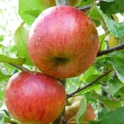 'Pixie' Apple Tree -Plant Specialty Store FRU0459 1