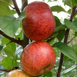 'Pixie' Apple Tree -Plant Specialty Store FRU0459 2