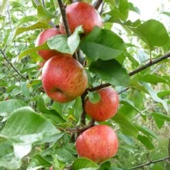 'Pixie' Apple Tree -Plant Specialty Store FRU0459 3
