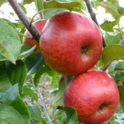 'Pixie' Apple Tree -Plant Specialty Store FRU0459 4