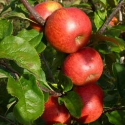 'Pixie' Apple Tree -Plant Specialty Store FRU0459 5