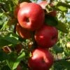 'Pixie' Apple Tree -Plant Specialty Store FRU0459 6