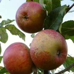 'Queen Cox' Apple Tree -Plant Specialty Store FRU0461 1