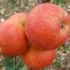 'Rubinette' Apple Tree -Plant Specialty Store FRU0464 2