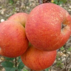 Best Apple Trees For Any Purpose | Growers' Choice -Plant Specialty Store FRU0464 2 d9e595f1 5a69 4549 b473 0d8d153e319d