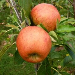 'Winter Gem' Apple Tree -Plant Specialty Store FRU0466 2