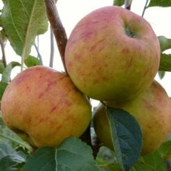 'Winter Gem' Apple Tree -Plant Specialty Store FRU0466 3
