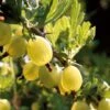 Hinnonmaki Yellow' Gooseberry Bush -Plant Specialty Store FRU0474 1