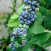 'Earliblue' Blueberry Bush 2 'Earliblue' Blueberry Bush -Plant Specialty Store FRU0483 1
