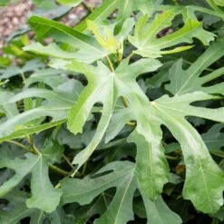 'Little Miss Figgy' Patio Fig Tree -Plant Specialty Store FRU0502 2