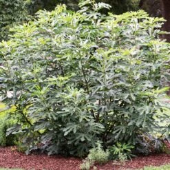 'Little Miss Figgy' Patio Fig Tree -Plant Specialty Store FRU0502 3