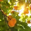 'Alfred' Apricot Tree -Plant Specialty Store FRU0514 1