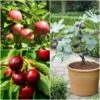 The 3 Best Fruit Trees For Small Gardens | Apple, Cherry & Fig 2 The 3 Best Fruit Trees For Small Gardens | Apple, Cherry & Fig -Plant Specialty Store FRUCOL12newmain