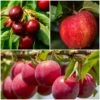 Mini Orchard Collection | Apple, Cherry & Plum 1 Mini Orchard Collection | Apple, Cherry & Plum -Plant Specialty Store FRUCOL2 1