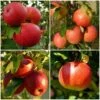 Endless Apples Collection | Scrumptious, Braeburn Hillwell, James Grieve & Red Windsor -Plant Specialty Store FRUCOL3 1