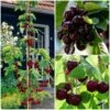 Cross-Pollinating Cherry Collection | Kordia, Merchant & Regina -Plant Specialty Store FRUCOL4 1