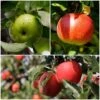 Cross-Pollinating Apple Collection | Bramley, Gala & Discovery -Plant Specialty Store FRUCOL5 1
