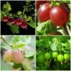 Complete Gooseberry Collection | Red, White & Green 1 Complete Gooseberry Collection | Red, White & Green -Plant Specialty Store FRUCOL6 1