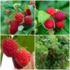 Award Winning Raspberry Canes | Growers' Choice -Plant Specialty Store FRUCOL7 1