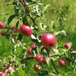 'Fortune' Apple Tree -Plant Specialty Store Fortune 2