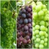 Full Season Grape Vines Collection 1 Full Season Grape Vines Collection -Plant Specialty Store FullSeasonGrapes ba003ba1 628c 46a1 8168 b6e690c30510