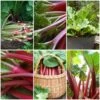 Full Season Rhubarb Collection -Plant Specialty Store FullSeasonRhubarb e9b1ded6 987b 48b1 a38e f4cd44653105