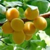 Golden Glow Apricot Tree -Plant Specialty Store GoldenGlow 1