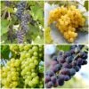 Heritage Grape Vines Collection -Plant Specialty Store HeritageGrapes 7ffefc5a 885c 436b 838a 8f64b698ad3a