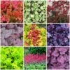The All Year Round Heuchera Collection