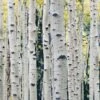 Himalayan Birch Tree | Betula Utilis Jacquemontii -Plant Specialty Store Himalayanbirch