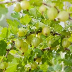 Complete Gooseberry Collection | Red, White & Green -Plant Specialty Store Hinnonmaki green 6a0d7949 9e61 4ece b6f0 99bde4faad18