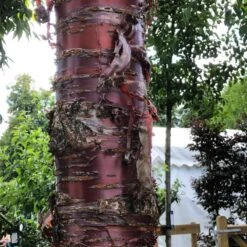 Single Stem Tibetan Cherry Tree | Prunus Serrula 9 Single Stem Tibetan Cherry Tree | Prunus Serrula -Plant Specialty Store IMG 2542 1